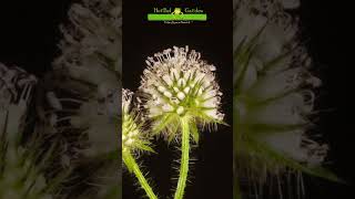 Dipsacus Pilosus 🐸 plantas timelapse jardinería herbelgarden [upl. by Wickman]