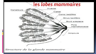 Glandes Mammaires Histologie [upl. by Manley]