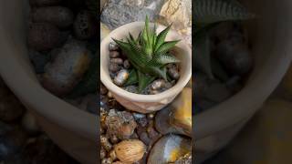 Haworthia limifolia easy care succulents  gardeningaesthetics succulentcare succulent [upl. by Labana416]