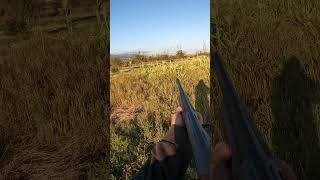 Quail hunt with Drahthaar and Jagdterrier huntingmemories shorts ნადირობა [upl. by Lemra391]