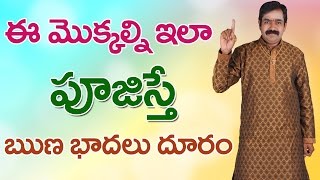 ఈమొక్కల్ని పూజిస్తే ఋణబాధలు దూరం Chirravuri Foundation Telugu Devotional Solution Money Problems [upl. by Poore649]