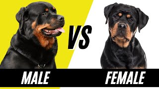 Male Rottweiler vs Female Rottweiler  Compare and Contrast Rottweilers [upl. by Euridice125]