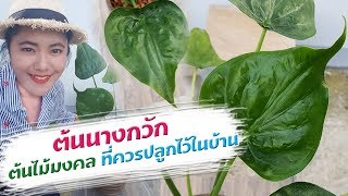 ต้นนางกวักต้นไม้มงคลที่ควรปลูกไว้ในบ้าน เปิดโลกออนไลน์ Ep108 Aranya Channel [upl. by Ejrog]