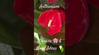 Anthurium Flowers 🌸 amp More Ideas 💡 [upl. by Josephine]