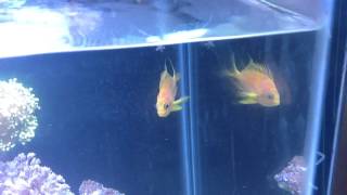 Borbonious Anthias aka Blotchy Anthias My Experience [upl. by Adnahsat572]