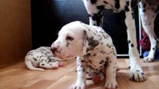 dalmatian puppies 45 weeks [upl. by Crowell610]