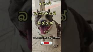 ලොව භයානකම බල්ලන් 10 👉WISHMA LANTHAYA👈 [upl. by Berlyn]