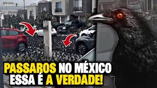 PÁSSAROS NO MÉXICO  ESSA É A VERDADE [upl. by Ayoral]