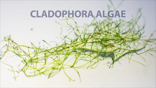 Водоросль кладофора в аквариуме Cladophora algae [upl. by Aloke71]