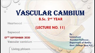 PlantAnatomy Vascular Cambium [upl. by Florenza]