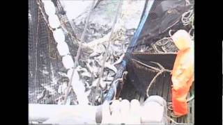 Alaska Purse Seine Fishing [upl. by Nichol265]