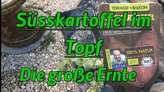 Süsskartoffeln im Topf  Die grosse Ernte  Süsskartoffel anbauen [upl. by Nyvets]