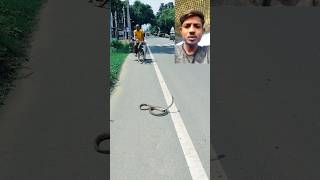 ये साँप रोड पर काफ़ी देर से तमाशा कर रहा😳🐍  very dangerous snake snake aamir009 shocked shorts [upl. by Ayalahs]