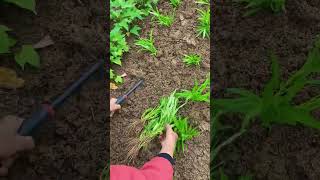 Water spinach seedling cultivation process [upl. by Asenad]