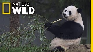 Giant Pandas 101  Nat Geo Wild [upl. by Baron]