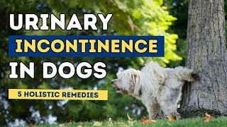 Urinary Incontinence in Dogs 5 Holistic Remedies [upl. by Doti262]