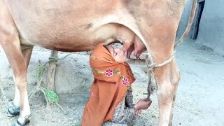 Village Girl Drinking Direct Cow Milk  Crazy ChoCha [upl. by Argela453]