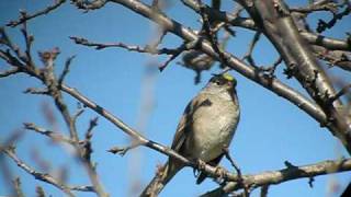 Goldencrowned Sparrow singing in Orwell VT [upl. by Ahsinat]