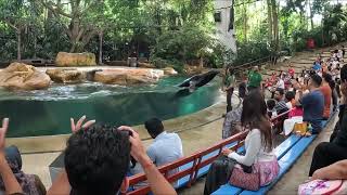 Singapore Birthday Holiday Splash Safari Show November 2024 [upl. by Bomke]