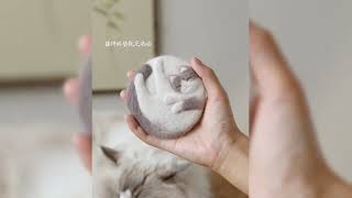 Actually having a pet is also very beneficial for its fur cute pets cat catvideos [upl. by Mullac771]