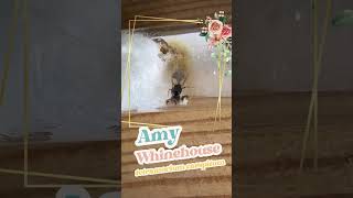 Amy has nanitics ants amywinehouse antfarm insects queen clutch testtube formicarium [upl. by Femi]