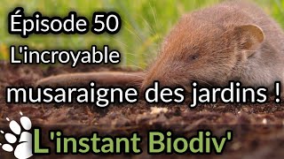 Ep50 Lincroyable MUSARAIGNE DES JARDINS [upl. by Ahsinej948]