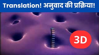 Translation 3D Animation In Hindi  अनुवाद की प्रक्रिया  Class 12 Biology  sciencevigyan [upl. by Enyehc]