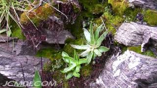 LiveForever Dudleya lanceolata Host plant [upl. by Aicinat]