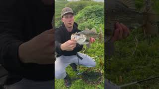 Estuary Perch on a Double Clutch fishing [upl. by Najib]