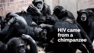 How diseases like HIV jump from animals to humans short [upl. by Adiana]