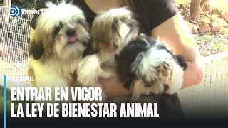 La ley animalista blinda el negocio de los criadores de perros [upl. by Enaid495]