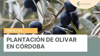 ASÍ SE HACE una PLANTACIÓN de OLIVAR en FINCA GESTAGRO en la campiña de CÓRDOBA  aceite AGRICULTURA [upl. by Dressel331]