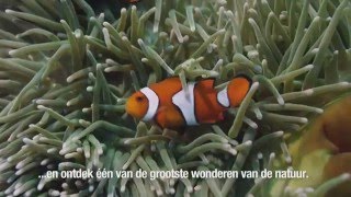 Terug naar het grootste koraalrif ter wereld  Great Barrier Reef with David Attenborough [upl. by Euqinom]