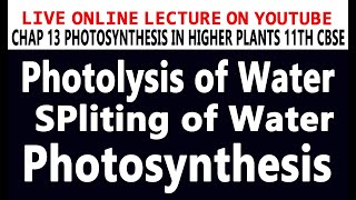 Photolysis of water or spliting of Water during Photosynthesis Explain using Graphic Tablet [upl. by Merwyn]