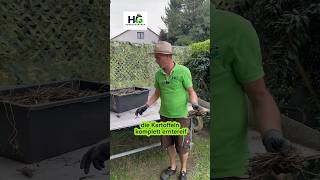 Kartoffelanbau im Kübel funktioniert perfekt👌 gartentipps gardening ernte kartoffel tipps [upl. by Felske]