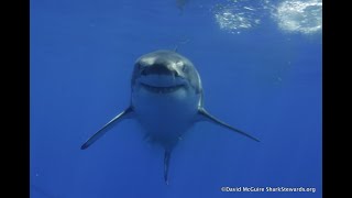 Great White Sharks with Shark Stewards [upl. by Naman]