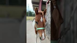 my mini man🤍🤍swissroll minihorse stallion paintpony tx gladGodgavemeyou loveponies [upl. by Karel]