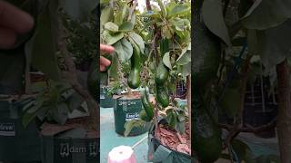 SAB 034 Avocado quotes mango katamutiara automobile fishing avocado gardening cuttingfruit [upl. by Brunell]