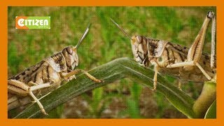 Desert locust now in Meru Isiolo counties [upl. by Leizo]