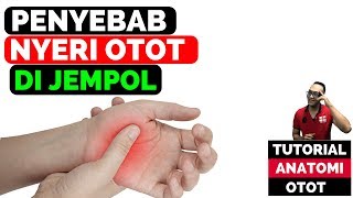 jempol tangan sakit Video series anatomi otot [upl. by Anawat]