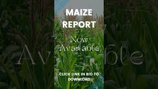 Maize Report  16 Sept 2024 [upl. by Zullo]