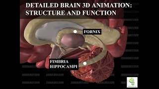 Human Neuroanatomy Detailed Brain 3D Animation  Structure and Function [upl. by Sonni853]