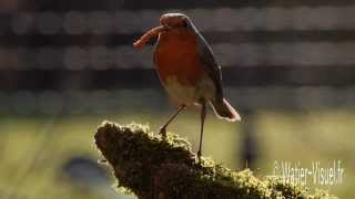 Le RougeGorge Familier  Erithacus rubecula [upl. by Ahsikin536]