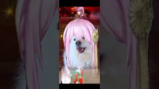 《TAILOROFENBIZAKA 》singingdog cosplay luka megurineluka 円尾坂の仕立屋 巡音ルカ youtubeshorts samoyed [upl. by Eivad]