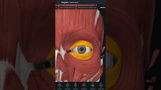 Orbicularis oculi Shorts Anatomy mbbs education [upl. by Nnaaihtnyc]