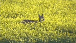 Rotwild bei bestem Licht Red Deere [upl. by Debbie]