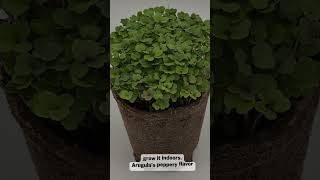 Grow Your Own Arugula From Home  Arugula Seeds For Gardening [upl. by Ogden]