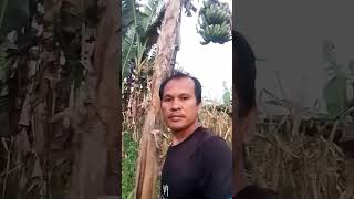 Saging Lakatan viralvideo trending shortvideo [upl. by Herman765]