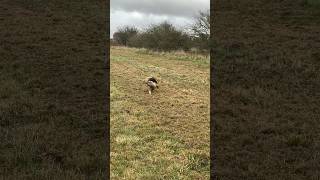 Springer Spaniel picked up an injury today but worked hard springerspaniel spaniel gundog shorts [upl. by Eimirej813]