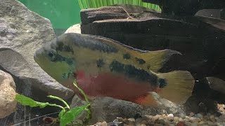 Salvini cichlid care guide [upl. by Itsrik293]